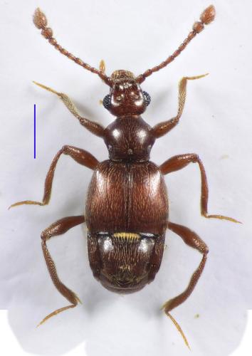 Brachygluta globulicollis